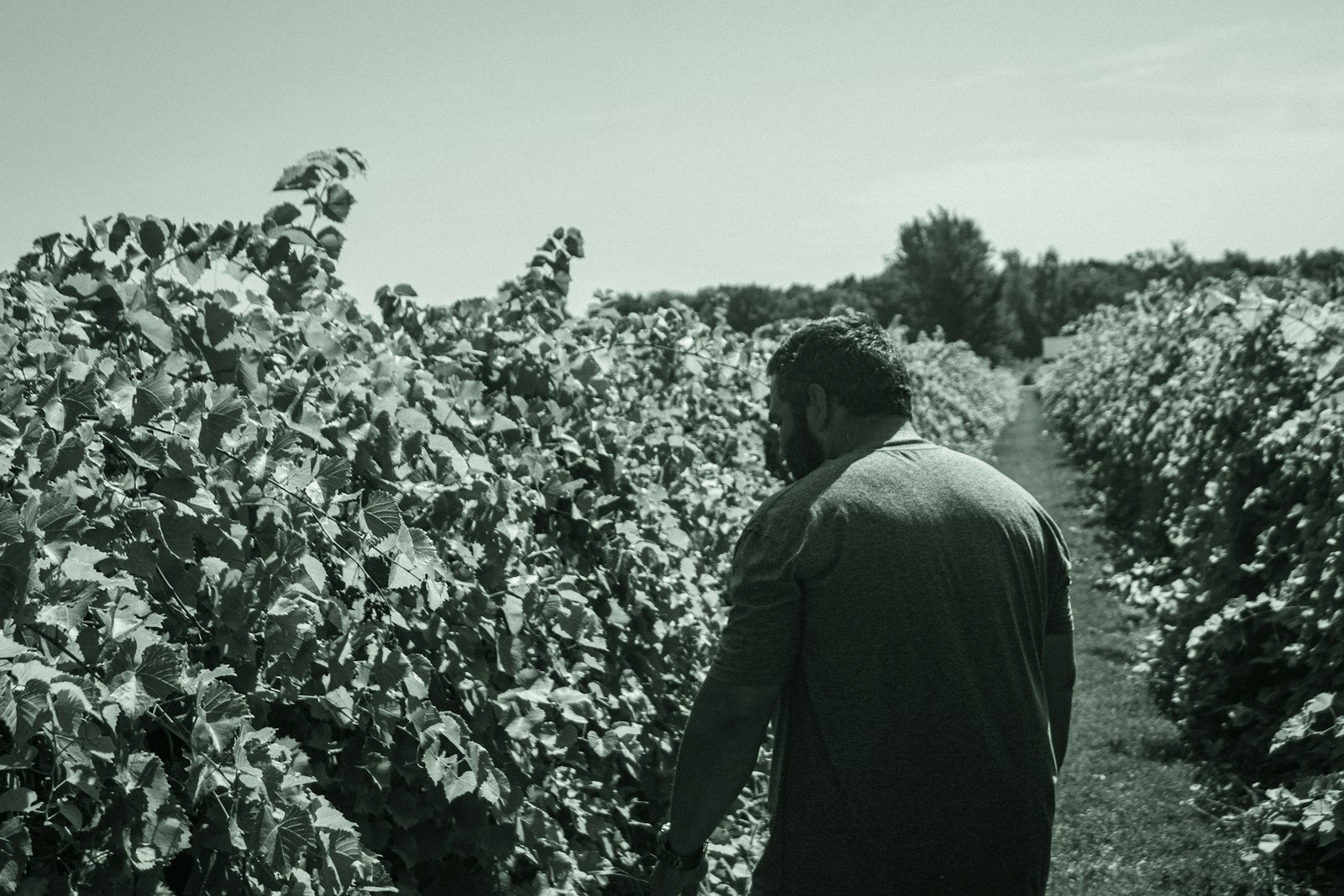 Vignoble français au coucher du soleil